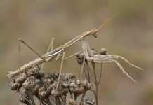 Боливария короткокрылая — краснокнижный богомол