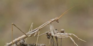 Боливария короткокрылая — краснокнижный богомол