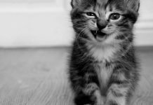 У животных болят зубы: правда или вымысел? А также еще немного о зубных проблемах