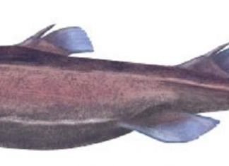 Черная собачья акула — защитница человечества от вирусов