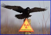 Животные Чернобыля: фауна «зоны отчуждения» в наши дни