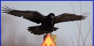 Животные Чернобыля: фауна «зоны отчуждения» в наши дни