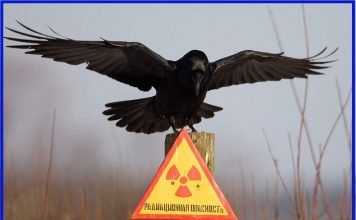 Животные Чернобыля: фауна «зоны отчуждения» в наши дни