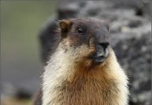 Черношапочный сурок: образ жизни маленького грызуна