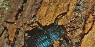 Чернотелки — особенности и значение жесткокрылых жуков