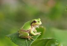 Дальневосточная квакша: особенности жизни и размножения