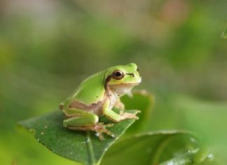 Дальневосточная квакша: особенности жизни и размножения