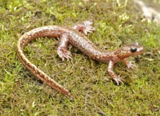 Дальневосточные тритоны: виды, внешний вид и образ жизни