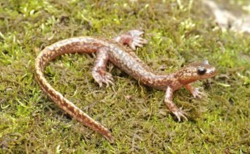 Дальневосточные тритоны: виды, внешний вид и образ жизни