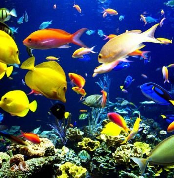 Действительно ли рыбы молчат?