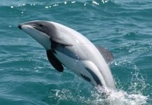 Дельфин Гектора — представитель небольшой популяции китообразных