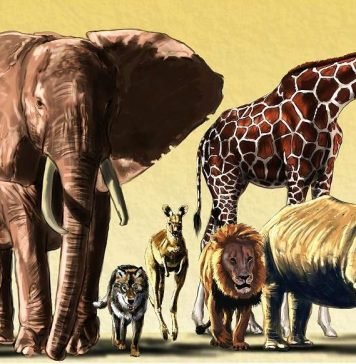 4 октября весь мир отмечает День защиты животных