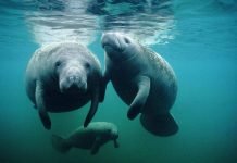 Десять самых медленных животных мира