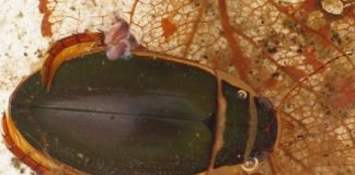 Десятка самых заботливых отцов животного мира