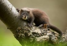 Европейская норка — «поставщик» дамских шуб