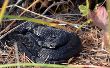 Гадюка Никольского: абсолютно черная и ядовитая змея К концу марта – началу апреля на поверхности появляются первые пробудившиеся от зимней спячки особи.