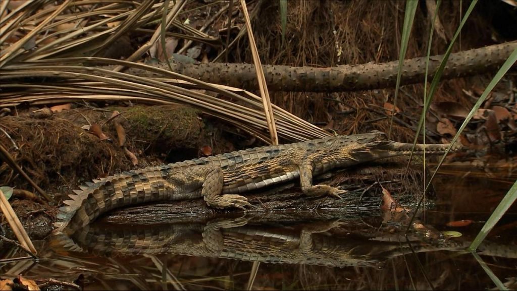 Гавиаловый крокодил (Tomistoma schlegelii).