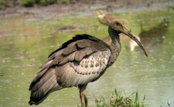 Гигантские ибисы – птицы, которые могут исчезнуть