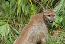 Флоридская пума — редкий подвид