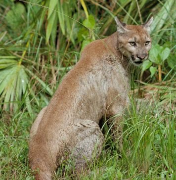 Флоридская пума — редкий подвид