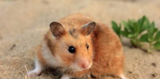 Почему хомяка назвали хомяком?
