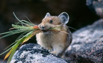 Хомяки: особенности их дикой и домашней жизни