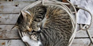 Как спят животные?