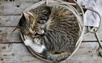 Как спят животные?