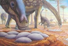 Ученые определили температуру тела динозавров: помогла яичная скорлупа