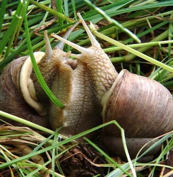 Как размножаются сухопутные улитки?