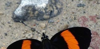 Калликоры — необычные бабочки с удивительным секретом