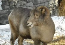 Казахстанский горный баран — архар