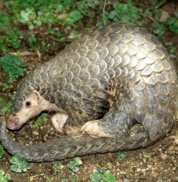 Китайский ящер или ушастый панголин