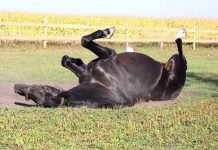 Почему конь не валялся?