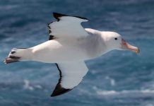 Королевский альбатрос – поистине царственная птица
