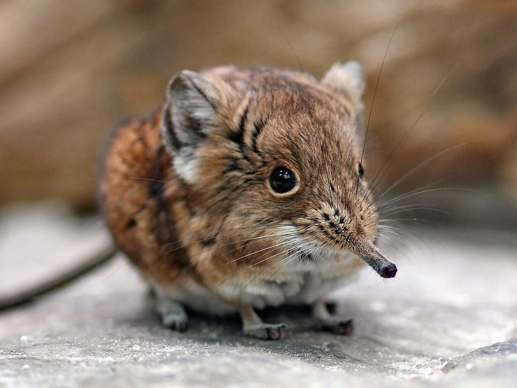 Короткоухий прыгунчик (Macroscelides proboscideus).