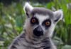 Кошачий лемур — мадагаскарский маки