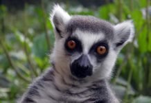 Кошачий лемур — мадагаскарский маки