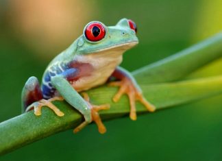 Красноглазая квакша – яркая, но неядовитая красавица