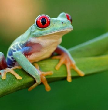 Красноглазая квакша – яркая, но неядовитая красавица