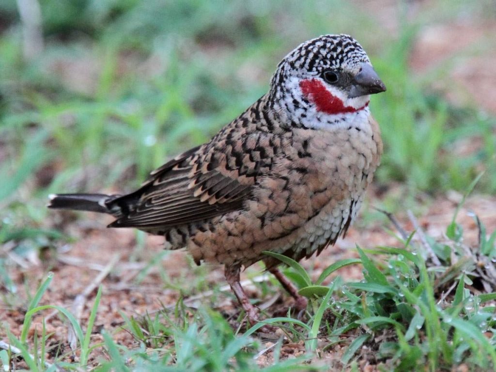 Красногорлая амадина (Amadina fasciata).