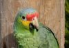 Краснолобый амазон – попугай с красочным оперением