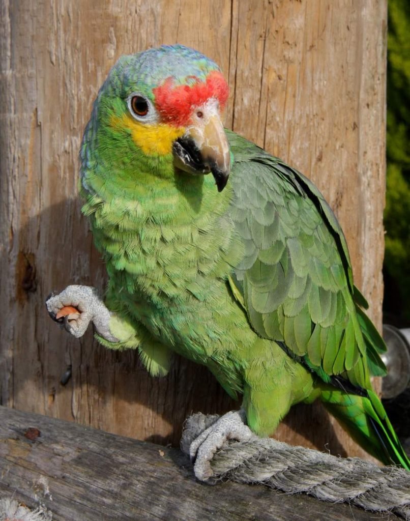 Краснолобый амазон (Amazona autumnalis).