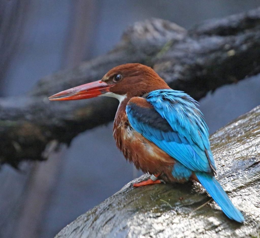 Красноносый зимородок (Halcyon smyrnensis).