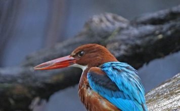 Красноносые зимородки: образ жизни и размножение пернатых