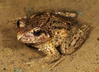 Крестовки – не пауки, а лягушки