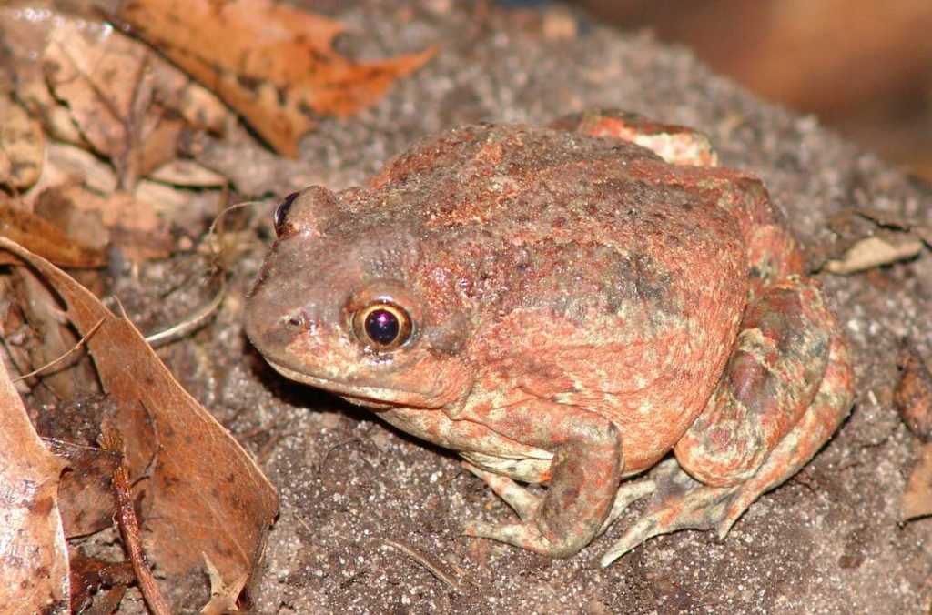 Кавказская крестовка (Pelodytes caucasicus).