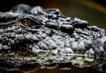 Крокодилы видят все вокруг даже когда спят