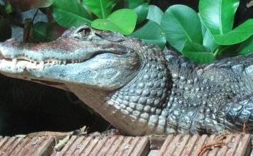 Крокодиловый кайман – рептилия родом из Америки