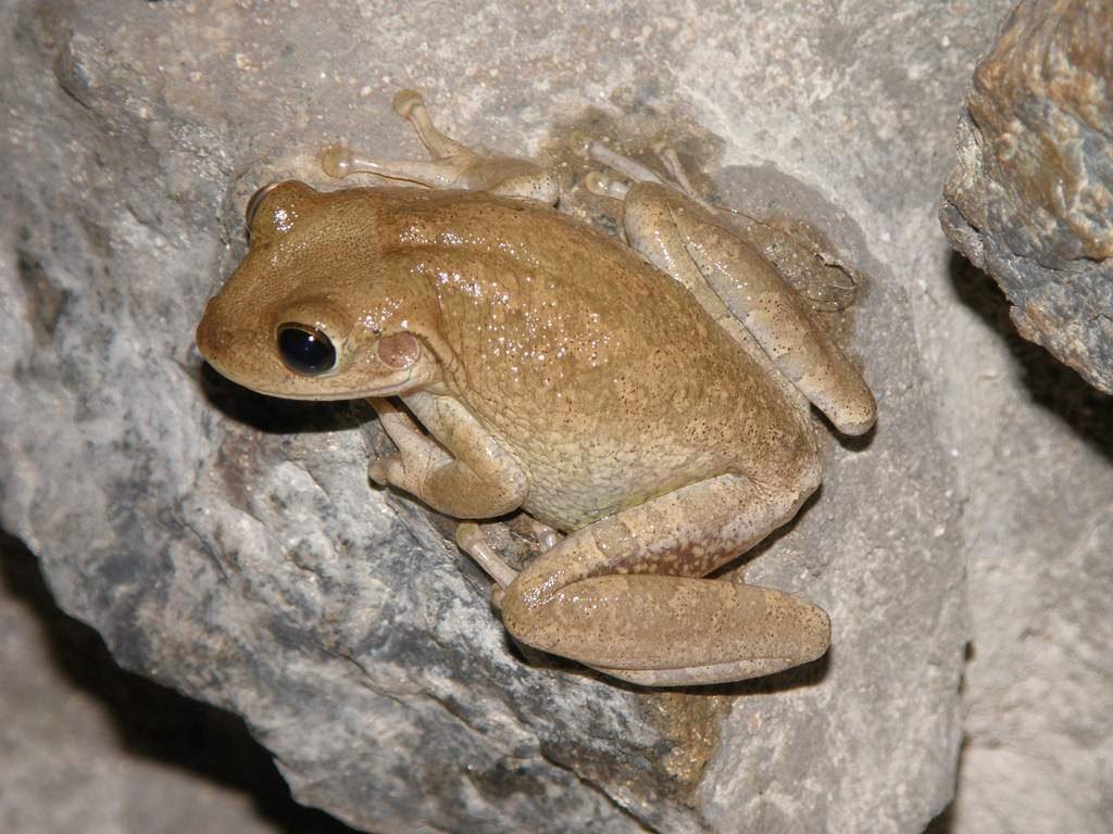 Кубинская квакша любит заросли растений вблизи водоёмов. Засушливый зимний период проводит в спячке.